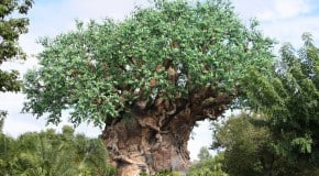 Downloadable PDF: Disney Dining at a Glance: Animal Kingdom