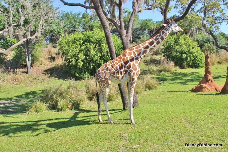 adult giraffe, kilimanjaro safari, animal kingdom, walt disney world