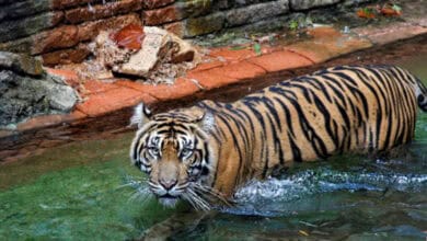 A tiger with orange fur and black stripes wades through shallow green water near a stone wall in Asia at Disney’s Animal Kingdom, looking directly at the camera.