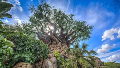 tree of life animal kingdom park disney