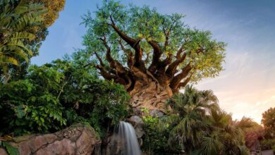 The Tree of Life