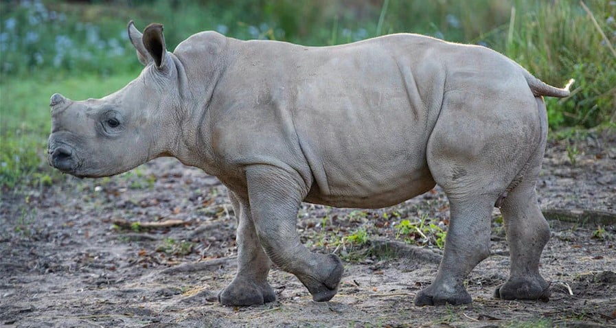 Baby Rhino Mylo
