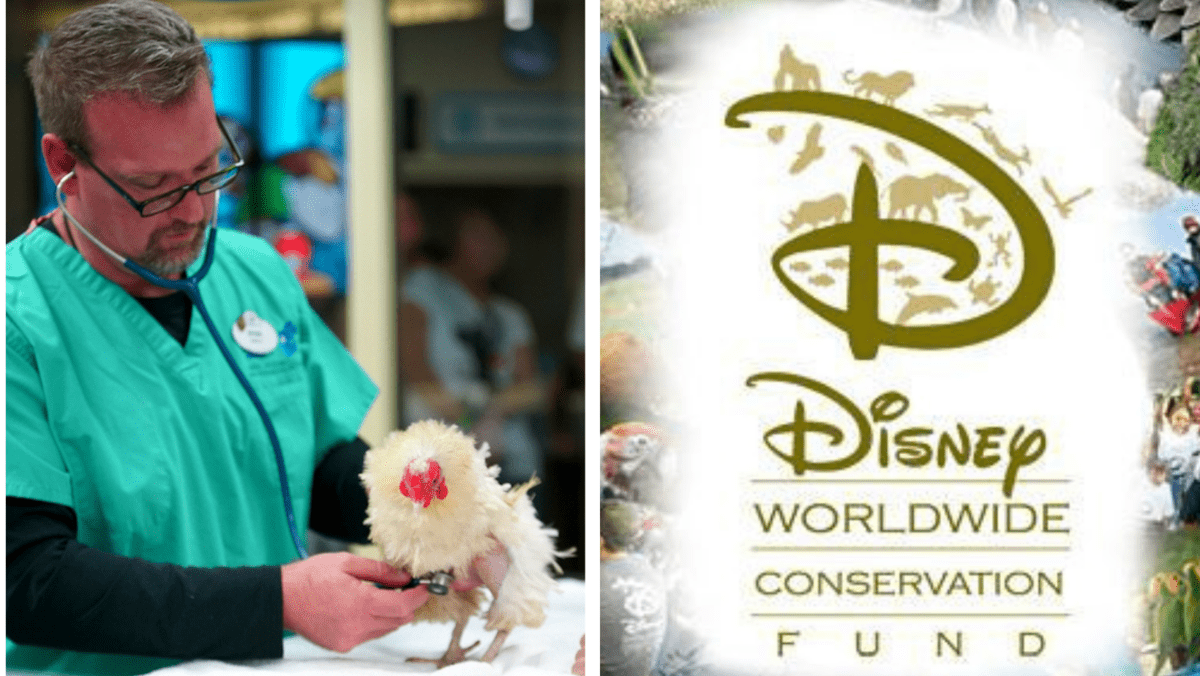 dr. ryan and popcorn disney's animal kingdom