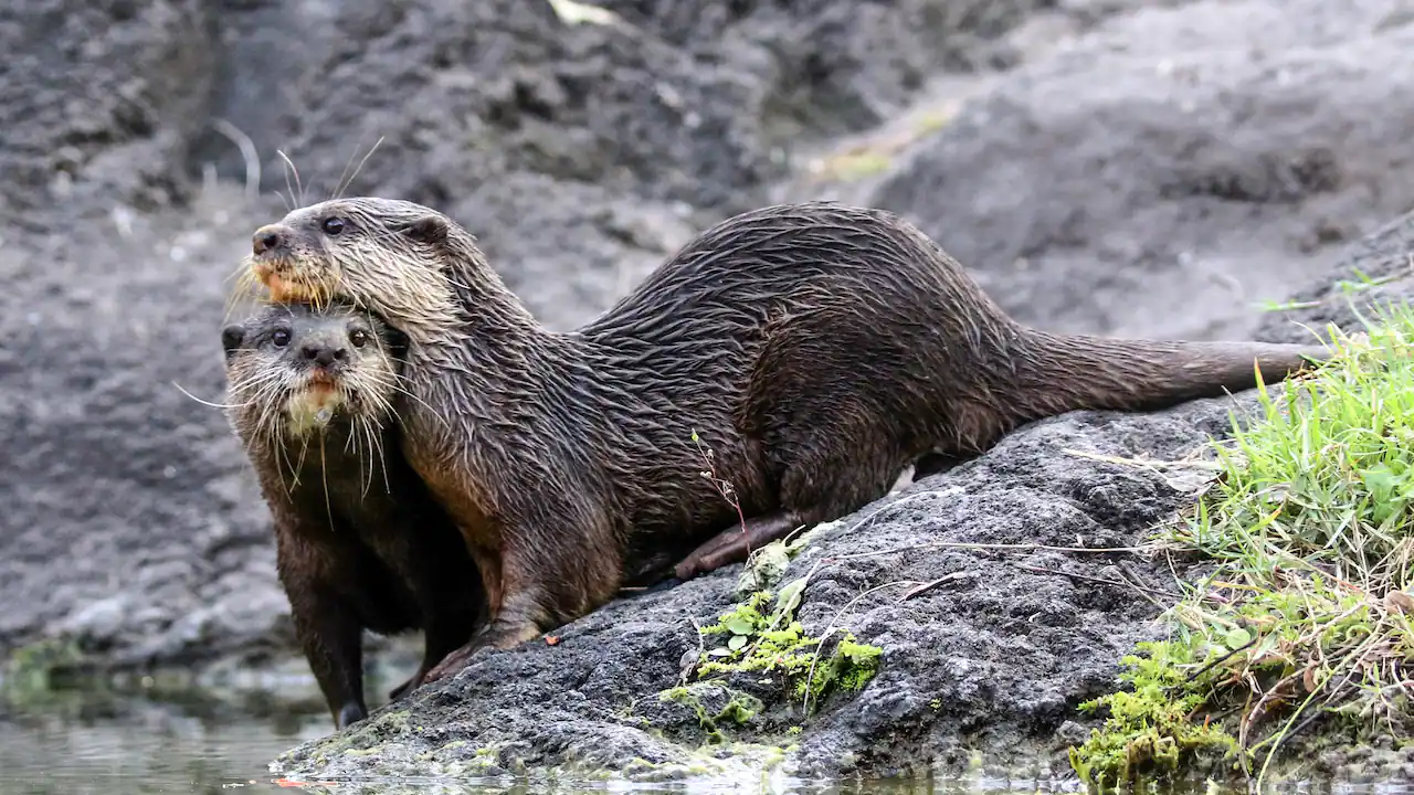 Otter grotto