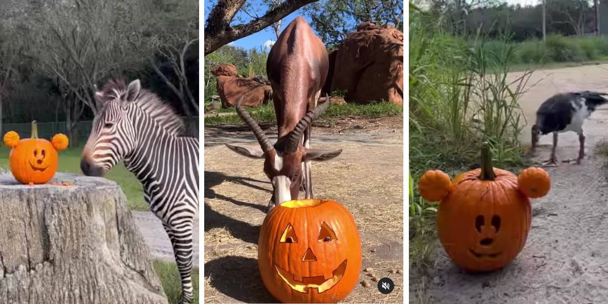 Animal Kingdom Halloween