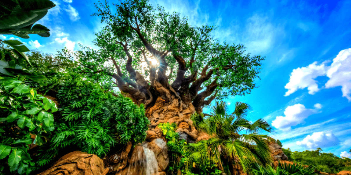 disney's animal kingdom