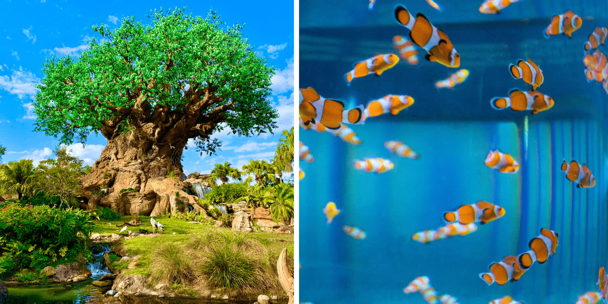 tree of life (left), nemo and friends aquarium (right)