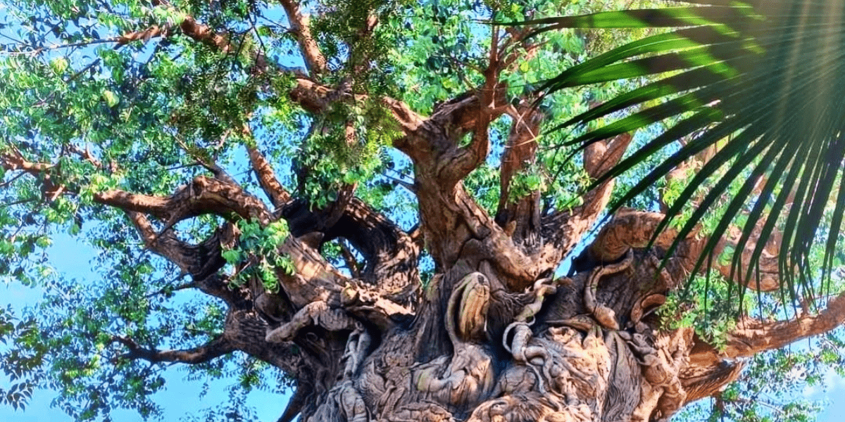 Animal Kingdom animals
