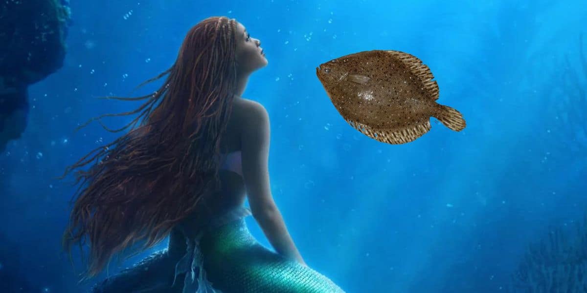 Flounder reactions