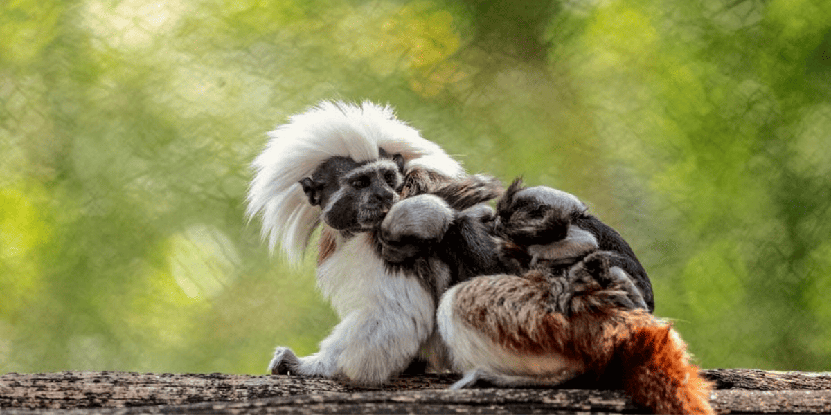 Cotton-top tamarin animal Kingdom