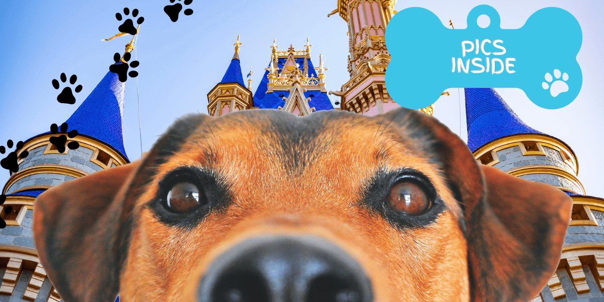 Looking for an Adorable Time? Check out these Disney Pets!