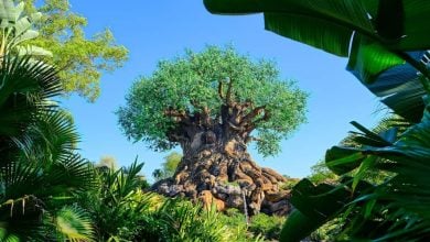 Tree of Life in Disney World's Animal Kingdom park