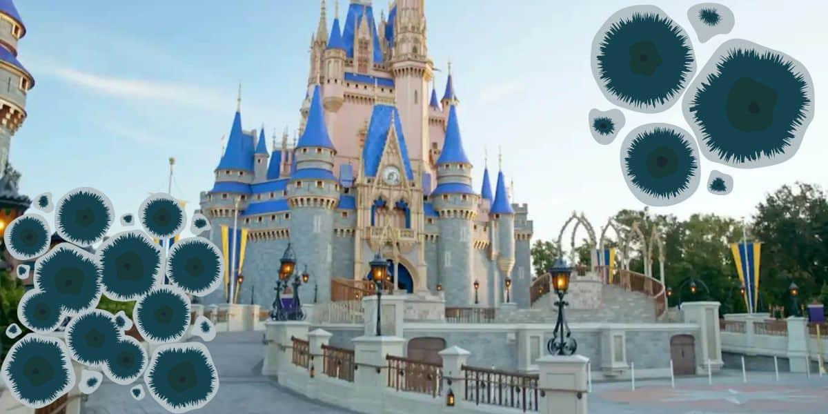 Black mold walt disney world