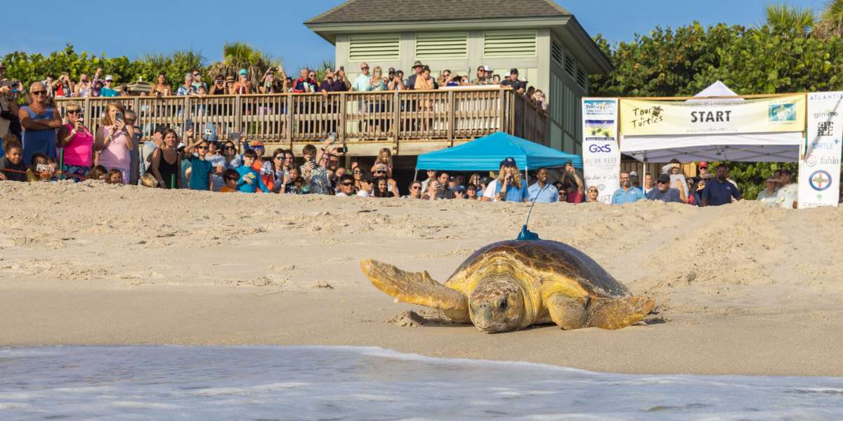 disney conservation fund tour de turtles sea turtles race at vero beach resort disney world wildlife species