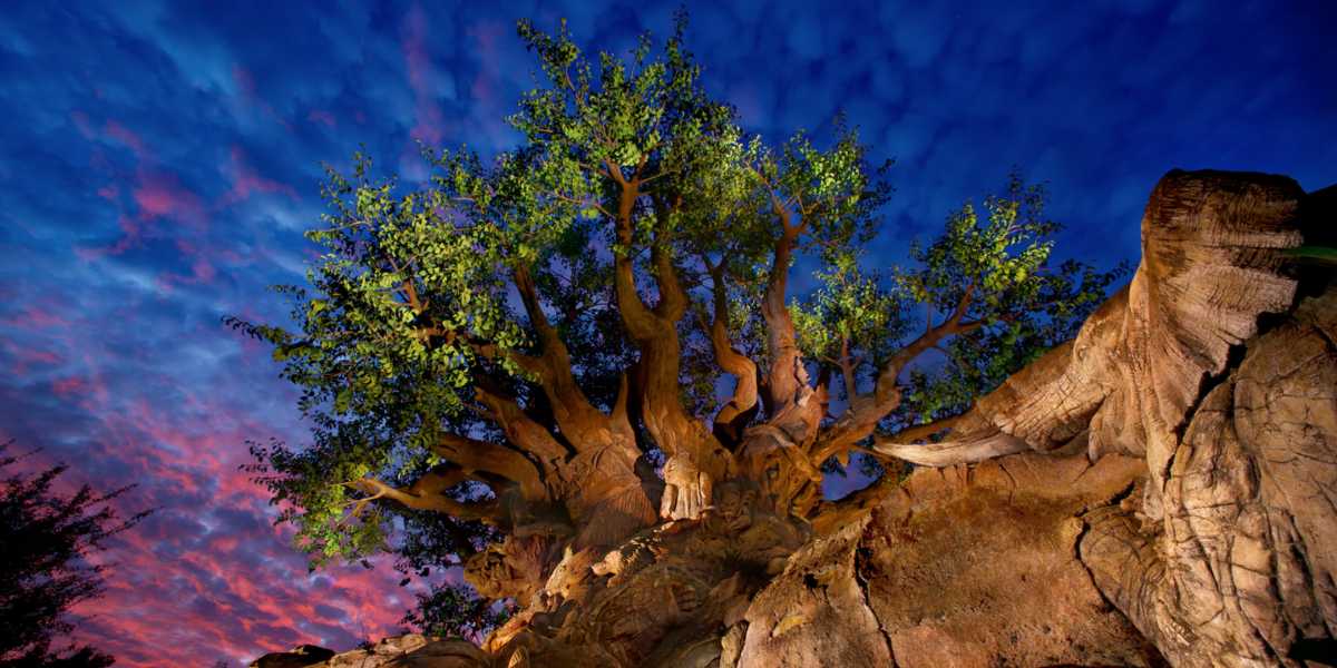 What Is The Tree Of Life From Disney