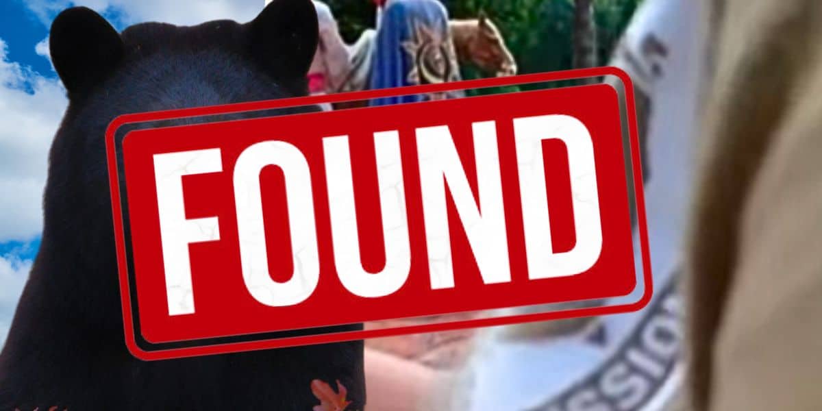 florida wildlife captures bear