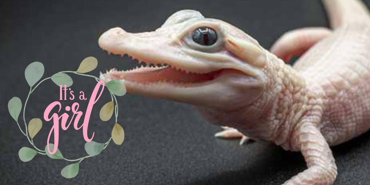 white baby gator