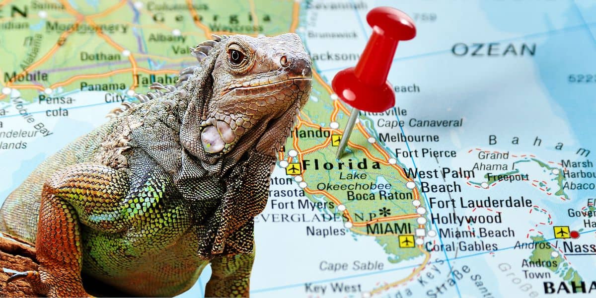 Disney Iguana