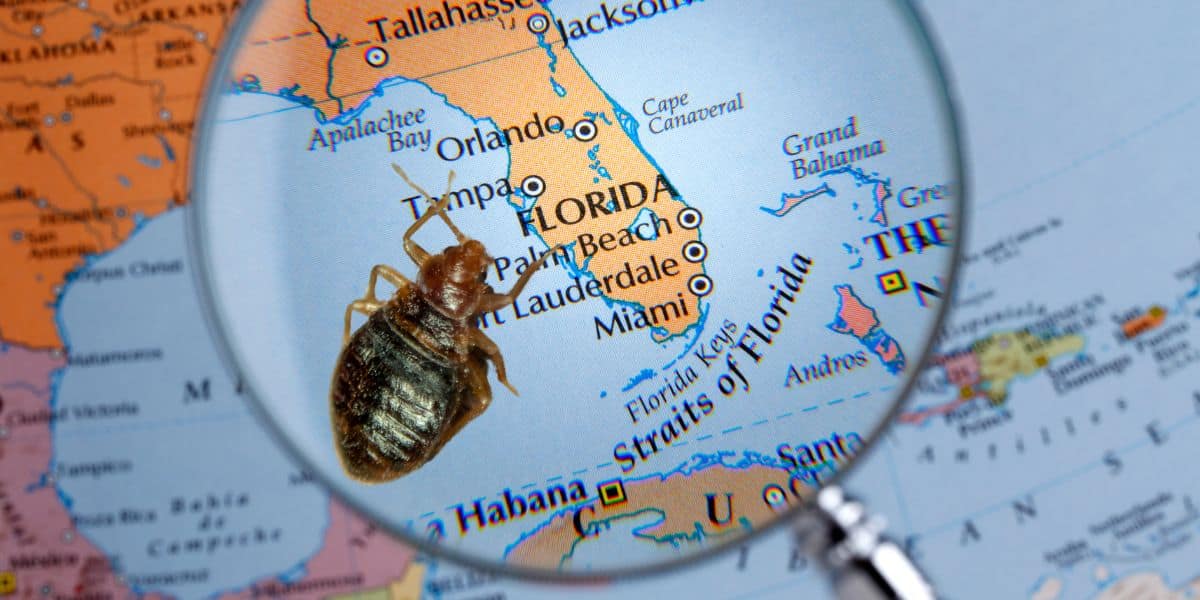 Bed Bugs Florida