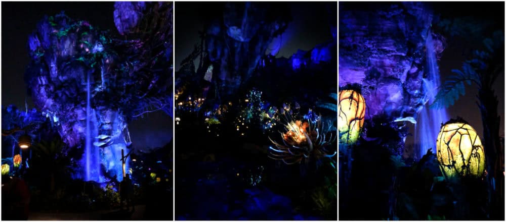 Pandora at Night