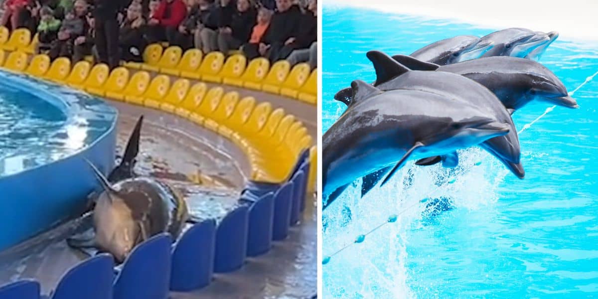 Two-part image: Left side shows a stranded dolphin on its side on a wet platform behind yellow seats at a marine park, surrounded by spectators. Right side shows three dolphins mid-jump in a blue pool, connected by a cord, performing a synchronized stunt.