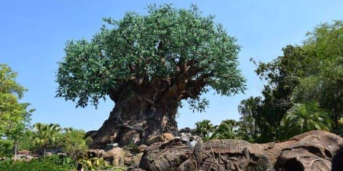 Disney World