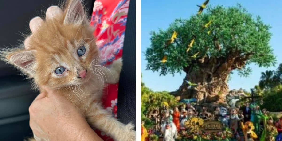 A two-part image: on the left, a small orange kitten with blue eyes rests in the palm of a person's hand; the person is wearing a colorful red and pink garment. On the right, the Tree of Life from Disney's Animal Kingdom Park
