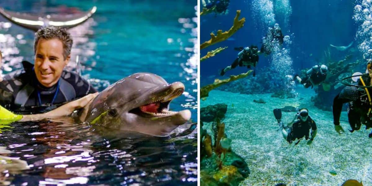 A person interacts with a dolphin in a pool on the left, while several scuba divers explore an underwater environment with plants and rocks on the right. Both scenes showcase aquatic activities and marine life.