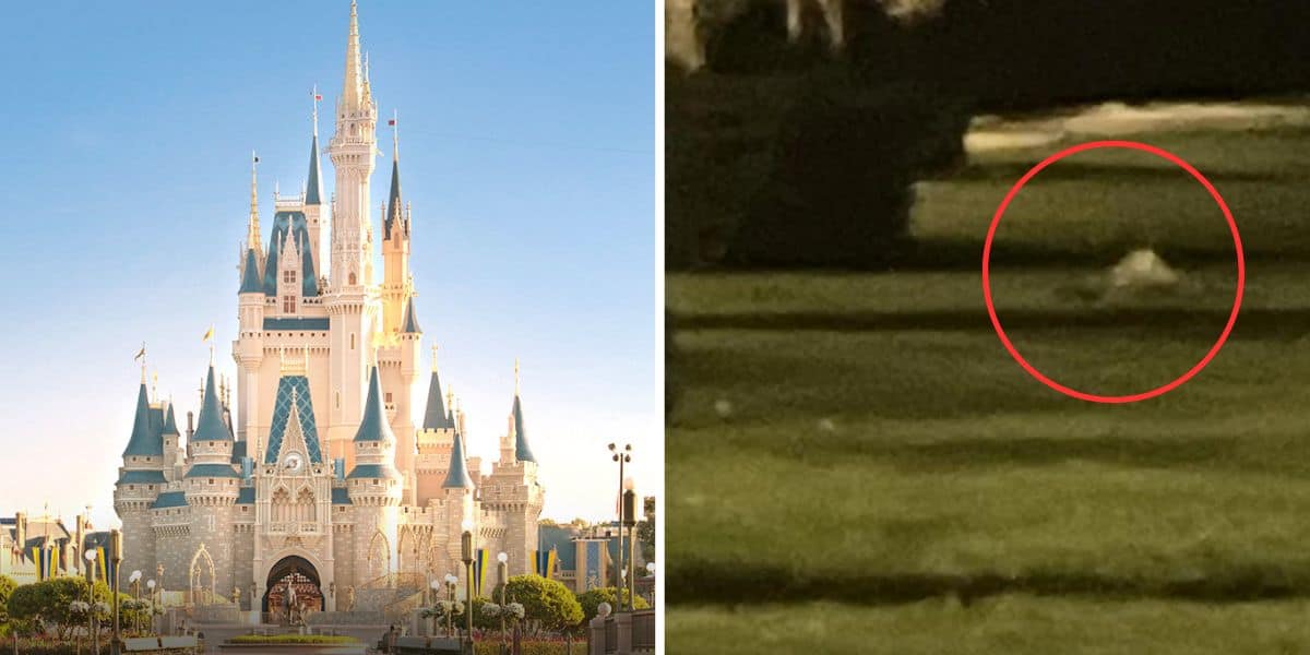 The left side of the image shows a bright, ornate castle with tall spires, likely at a popular theme park like Walt Disney World. The right side shows a blurry, low-resolution, grassy area with an unclear object circled in red, possibly hinting at alligators in the vicinity.