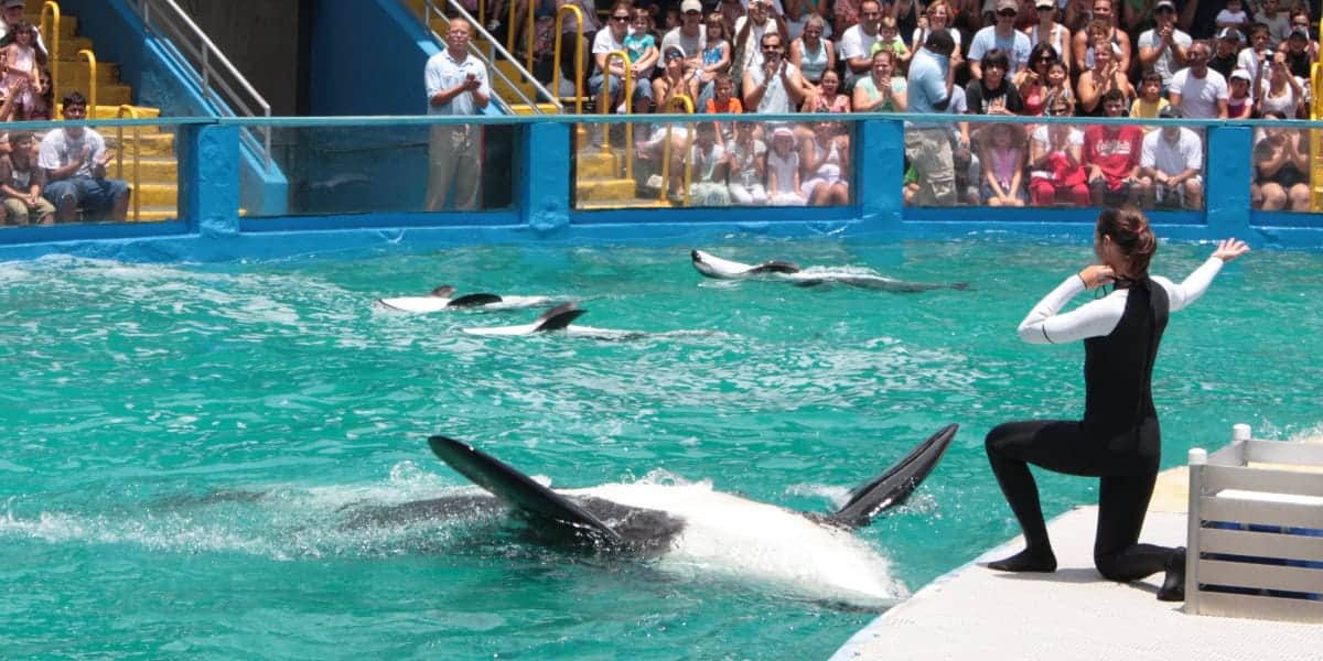 A trainer performs with killer whales in a large pool, while a crowd watches from the stands behind a fence. The whales are partially visible above the water, and the trainer is on a platform at the pool's edge.