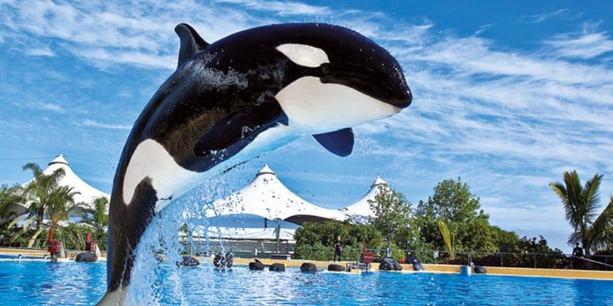 A killer whale leaps out of a blue pool at Loro Parque