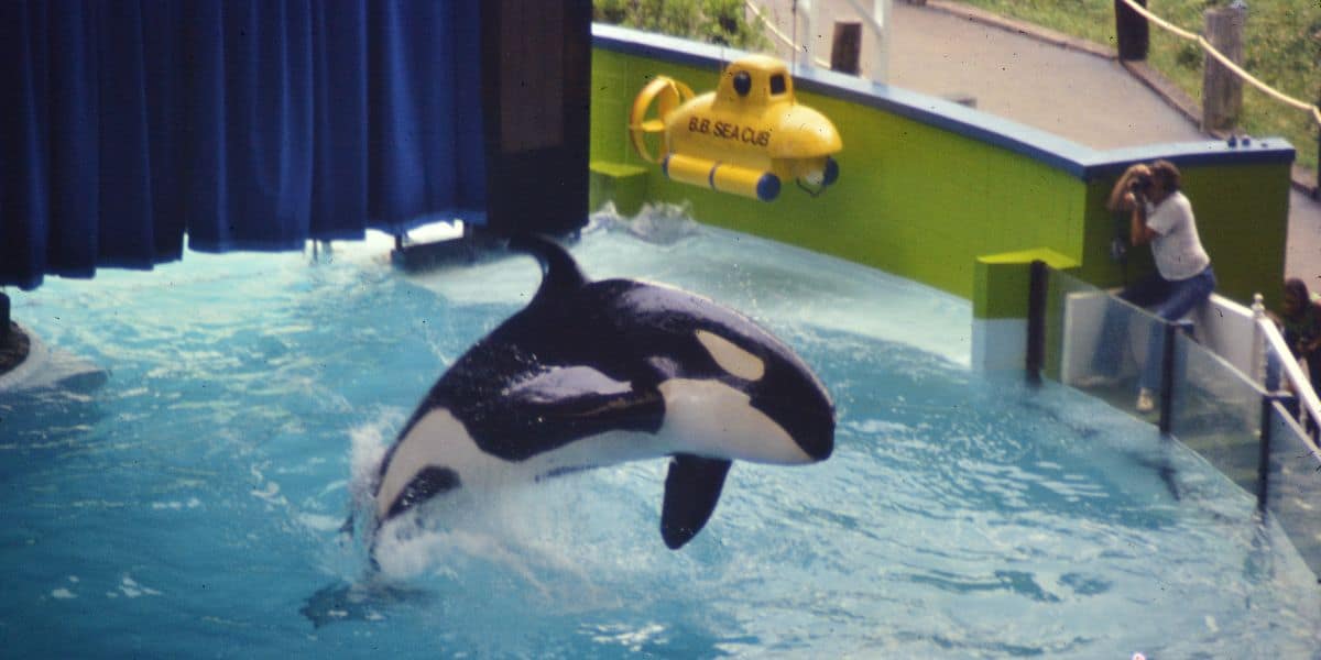 An orca jumps out of a blue pool during a performance. A yellow submarine model and a person taking photos are visible in the background.