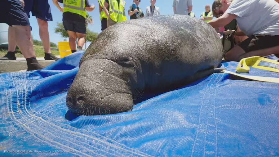 Magic of Disney's Animal Kingdom featuring a manatee