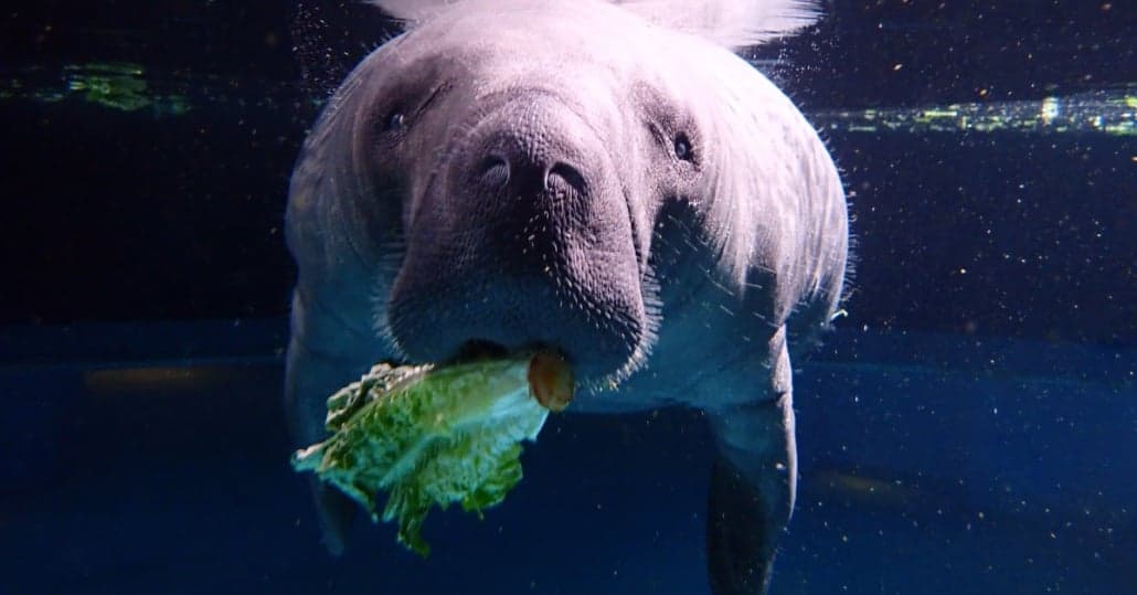 A manatee underwater, facing the camera with lettuce in its mouth. Its large body and flippers are visible, and bubbles form near its head. The water is a deep blue, enhancing the serene aquatic environment.