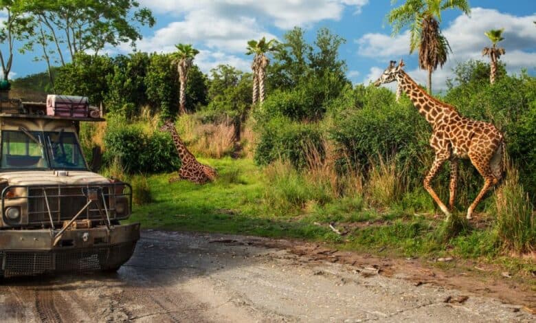 Kilimanjaro Safaris Animal Kingdom