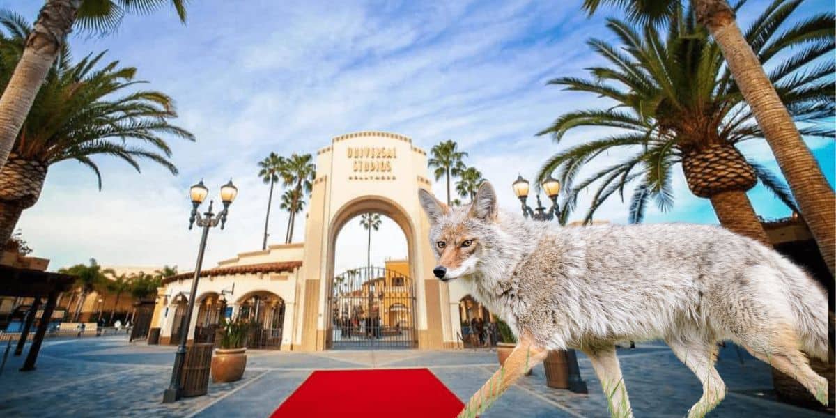 A coyote walks across a red carpet in front of the Universal Studios entrance, surrounded by palm trees under a blue sky.