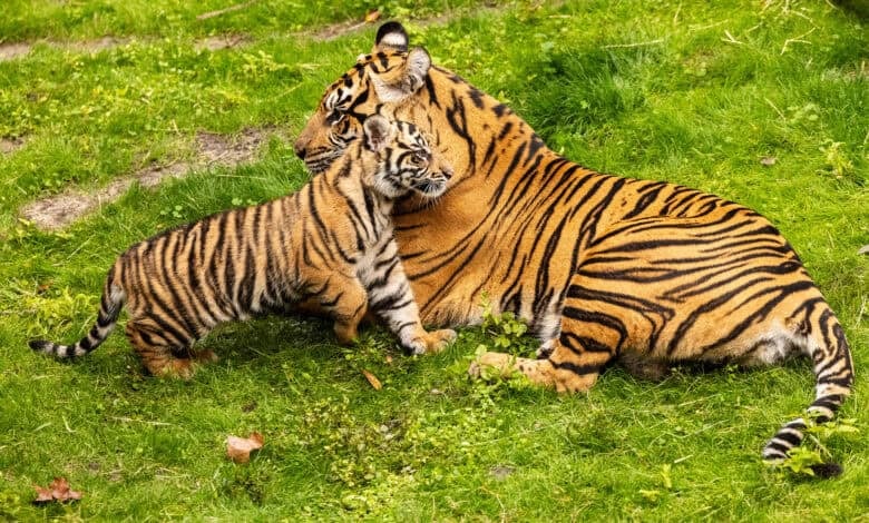 Bakso and his mom Sohni Sumatran tigers at Animal Kingdom