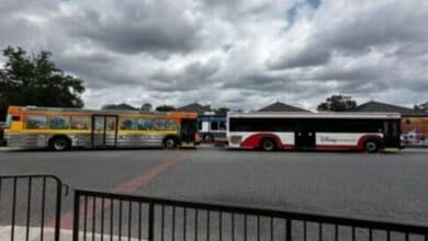One undecorated bus and another yellow bus at Walt Disney World Resort.