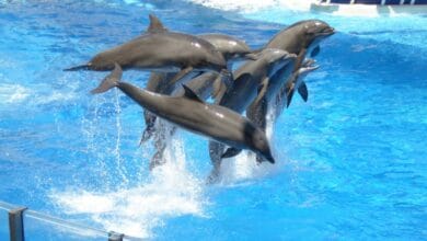 A group of dolphins leaping out of bright blue water at SeaWorld Orlando