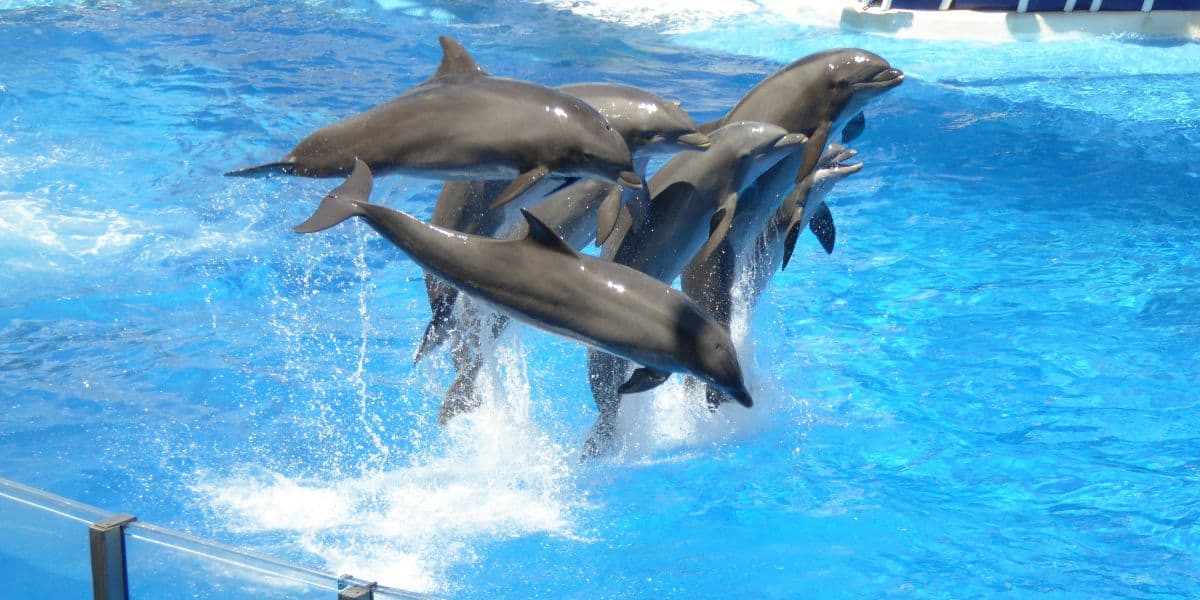 A group of dolphins leaping out of bright blue water at SeaWorld Orlando