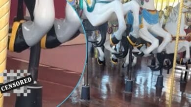 Two screenshots from a video of poop (censored) on the Prince Charming Regal Carrousel at Walt Disney World Resort's Magic Kingdom Park.