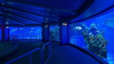 The Seas with Nemo & Friends