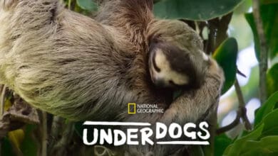 A sloth hangs from a tree branch surrounded by green leaves, with the National Geographic logo and the word "UNDERDOGS" in bold white text at the bottom—stream Underdogs now on Disney+.