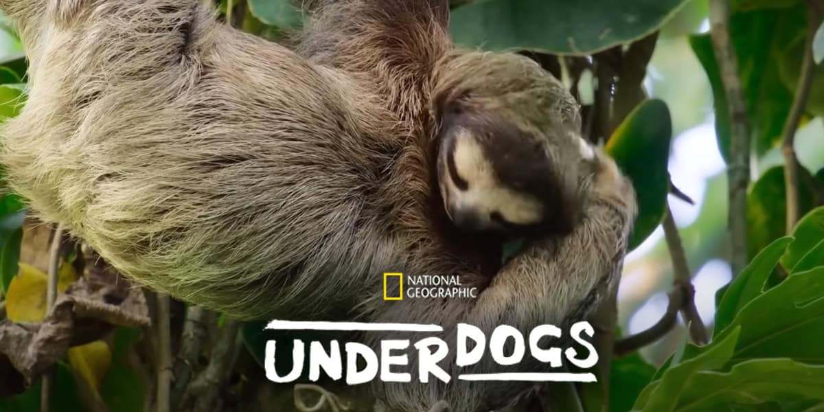 A sloth hangs from a tree branch surrounded by green leaves, with the National Geographic logo and the word "UNDERDOGS" in bold white text at the bottom—stream Underdogs now on Disney+.