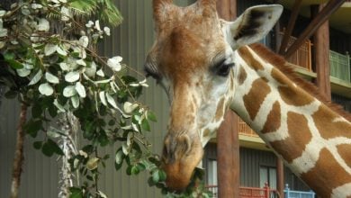 A giraffe at Disney's Animal Kingdom Lodge.