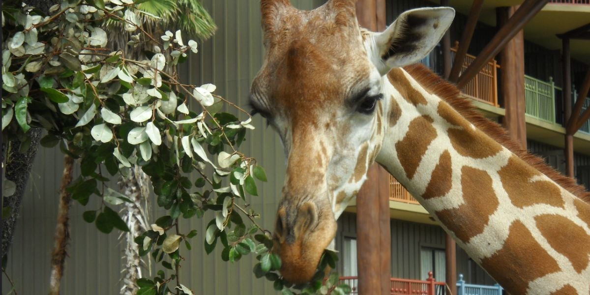 A giraffe at Disney's Animal Kingdom Lodge.