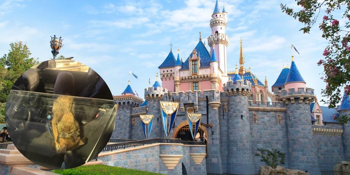 An image of Sleeping Beauty Castle with an insert of a dog left in a car