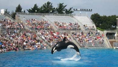 An orca leaps out of a pool during a performance at an outdoor aquarium, while a large audience watches from stadium seating under a partly cloudy sky.
