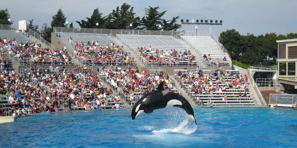 An orca leaps out of a pool during a performance at an outdoor aquarium, while a large audience watches from stadium seating under a partly cloudy sky.