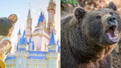 On the left, a child in mouse ears gazes at a fairytale castle. On the right, a brown bear stands with its mouth open, showing its teeth.